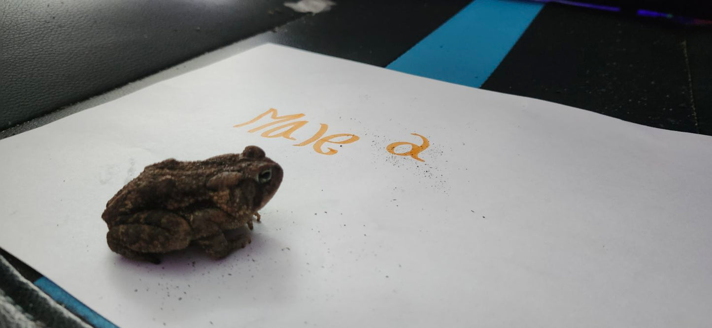 Male Southern Toad