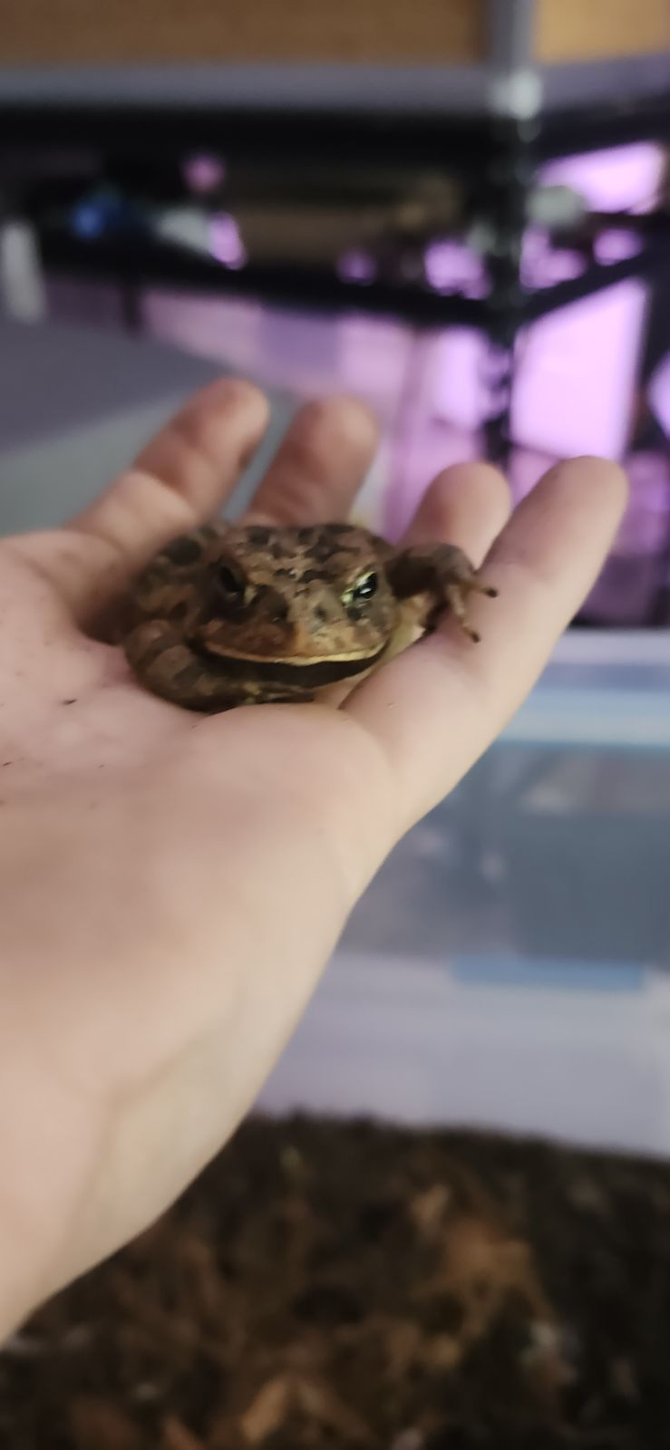 Male Southern Toad