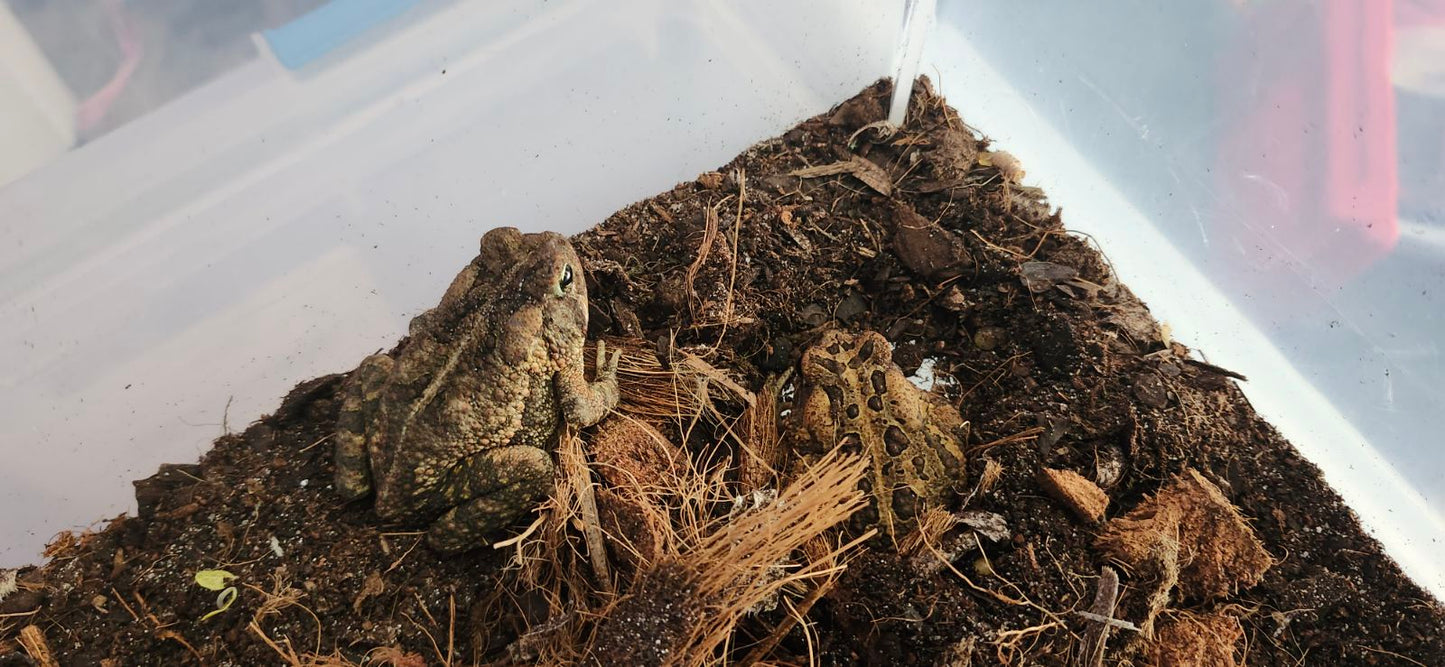 Male Southern Toad