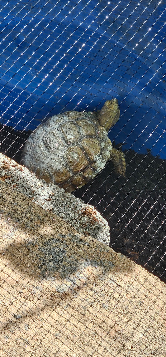 5 year old female Sulcata